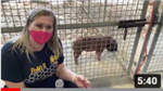 agvideo 